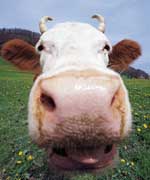 Tieraufnahme mit Weitwinkel